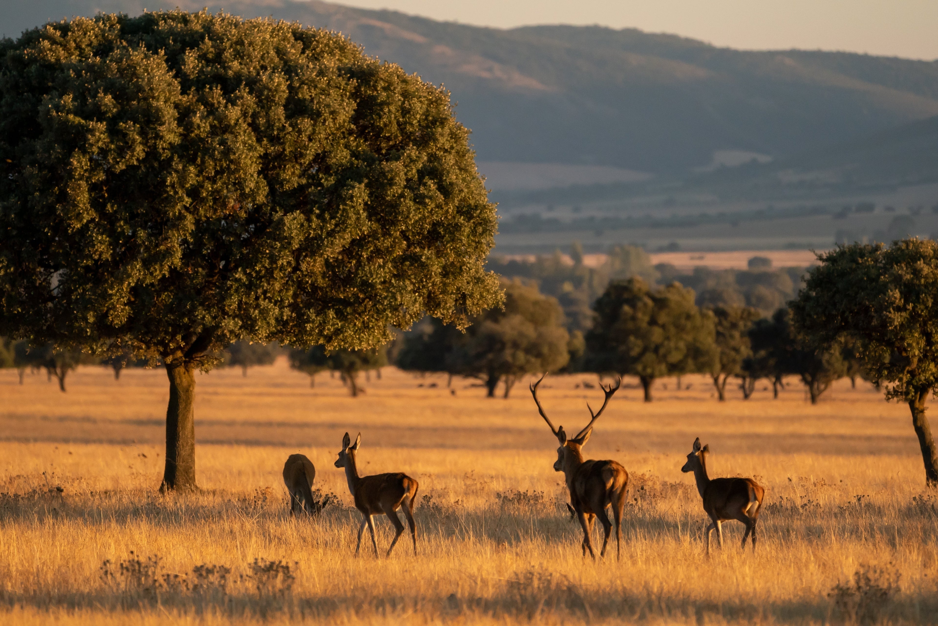Cabañeros National Park